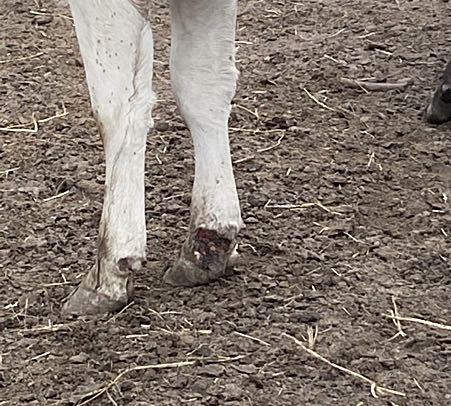 Image of bovine leg with ulcer