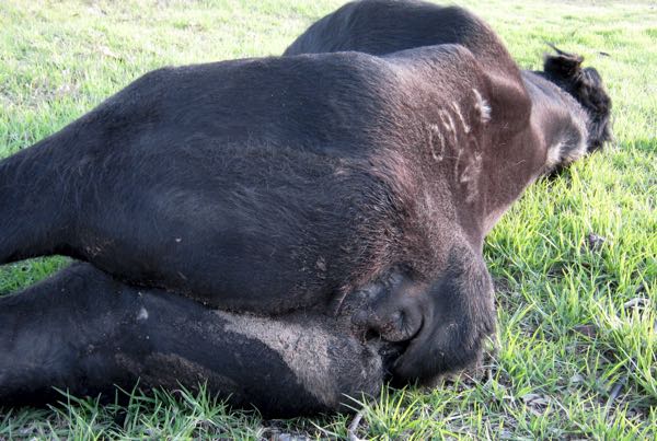 Image of dead black bull showing signs of diarrhoea