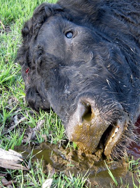 Image of dead black bull showing regurgitation