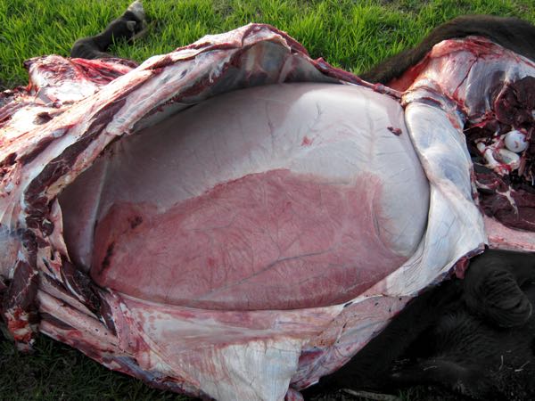 Image of dead black bull on post-mortem showing no fat reserves