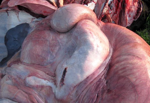 Image of impacted bovine abomasum on post-mortem
