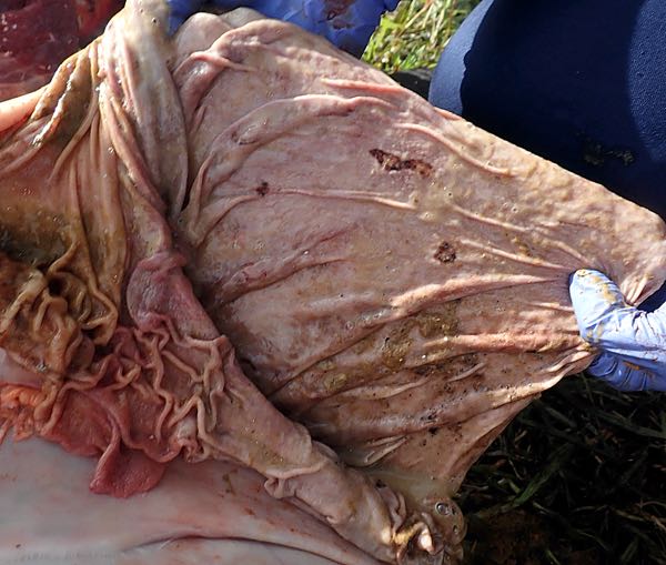 Image of bovine post-mortem abomasal ulcerations