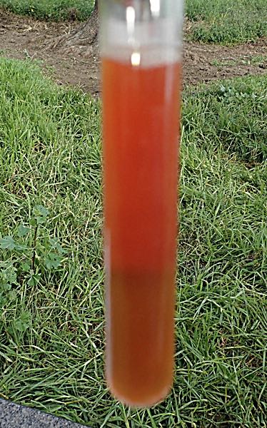 Image of bovine blood sample showing serosanguinous exudate