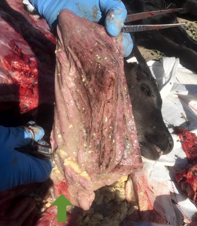 Image of haemorrhages and inflammation of stomach