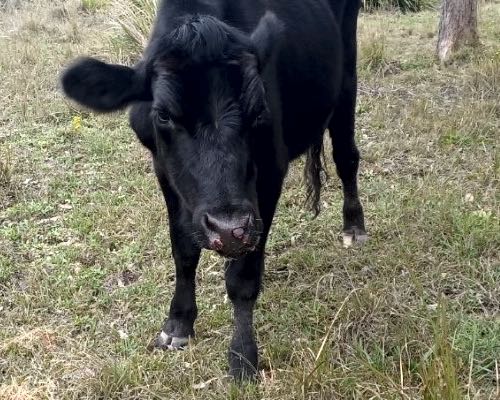 Image of black cow with muzzle ulcers
