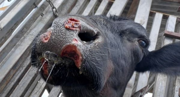 Image of black cow with muzzle ulcers