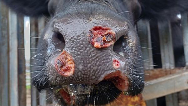 Image of black cow with muzzle ulcers
