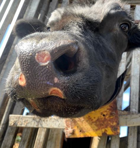Image of black cow with healing muzzle ulcers
