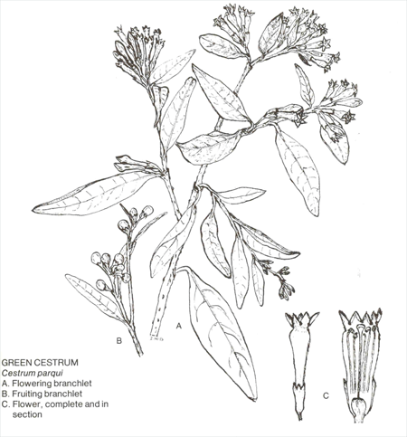 cestrum