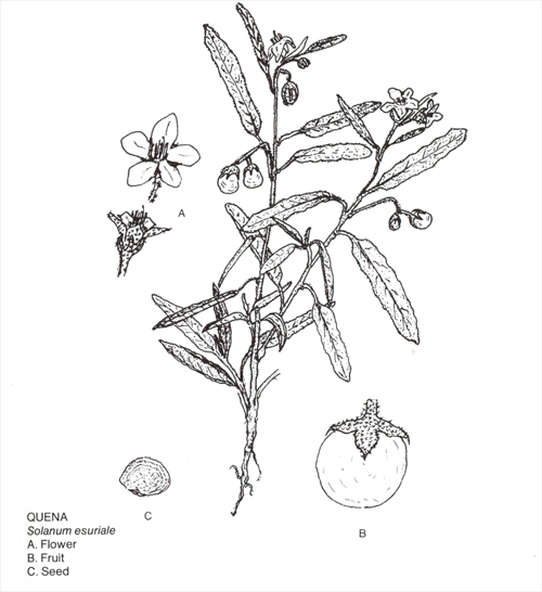 solanum