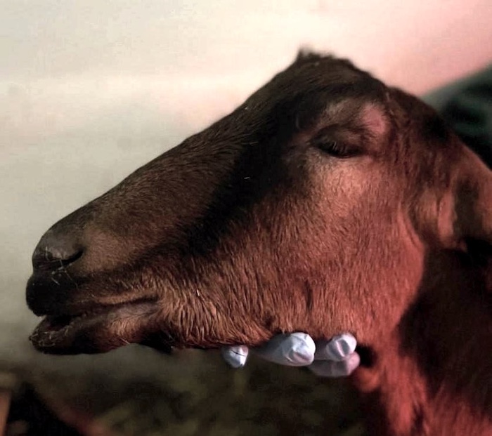 Image of goat's with protruding lower lip