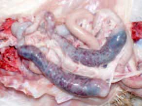 Image of chicken caecum on post-mortem