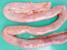 Image of chicken intestine
