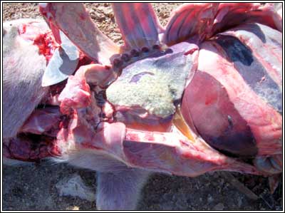 Image of pig post-mortem showing thorax and abdomen