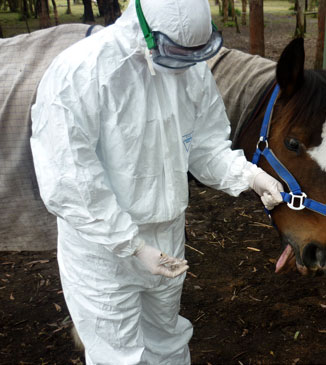 Person in PPE with horse