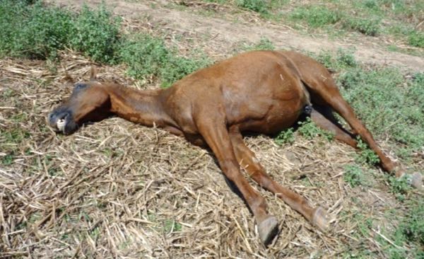 Image of dead horse