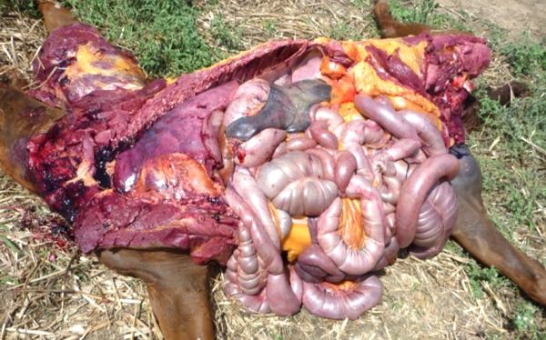 Image of horse post-mortem