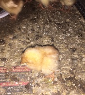 Image of young chick
