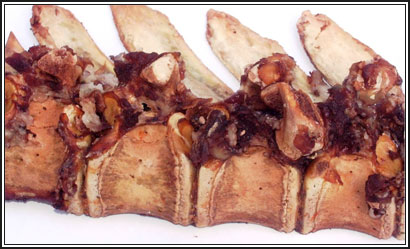 Image of pig vertebral column