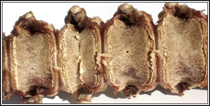 Image of pig vertebral column
