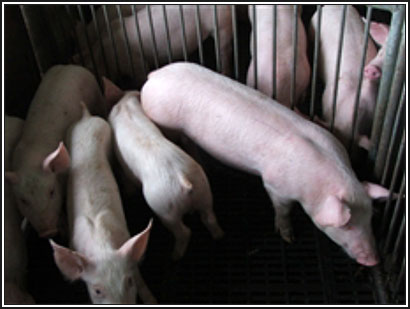 Image of well pig alongside pigs in poorer condition