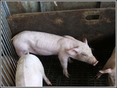 Image of thin pig penned