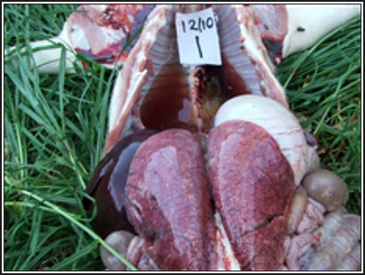 Image of pig post-mortem showing thorax