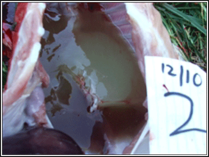 Image of pig thorax on post-mortem with thoracic effusion