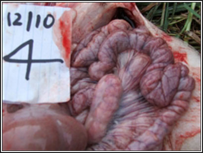 Image of pig intestines on post-mortem showing enlarged lymph nodes