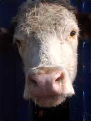 Image of cow face