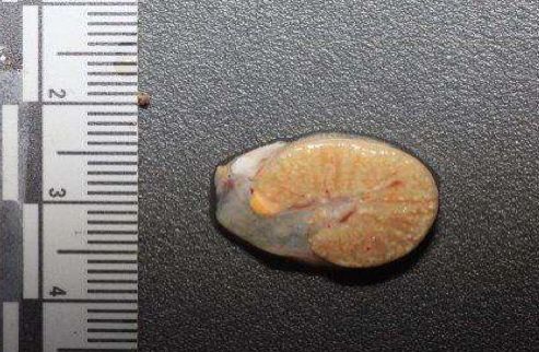 Image of turtle kidney sectioned