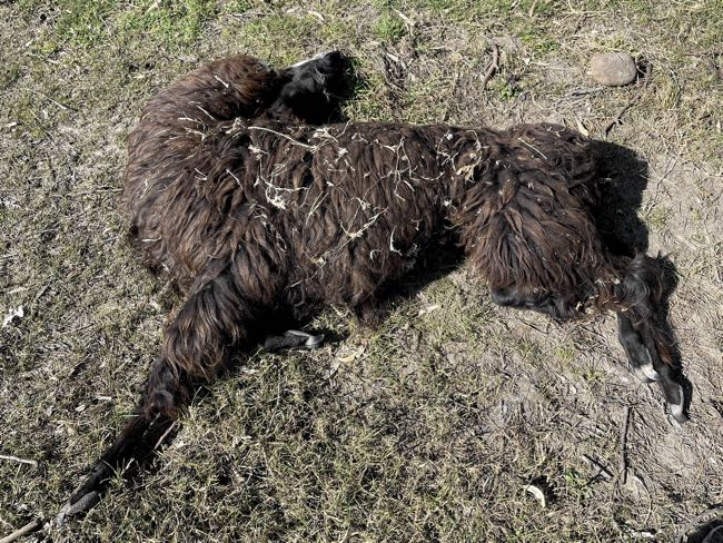 image of llama carcass with evidence of pre-mortem paddling