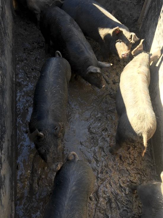 Image of black pigs in muddy pen
