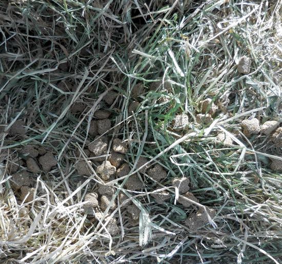 Image of horse feed pellets and hay