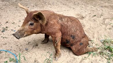 Image of weaner pig with hindlimb paralysis