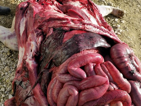 Image of pig carcass showing disdended bowels