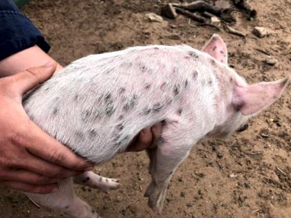 Image of piglet with purple spots
