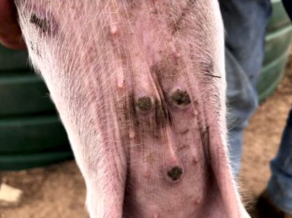 Image of piglet showing round lesion on stomach