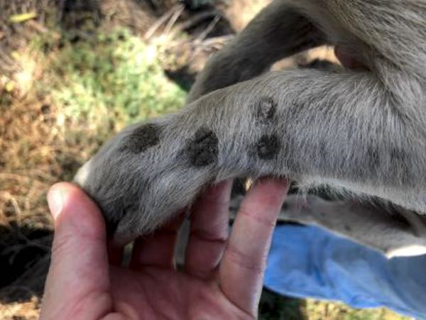 Image of piglet skin with crusted lesion