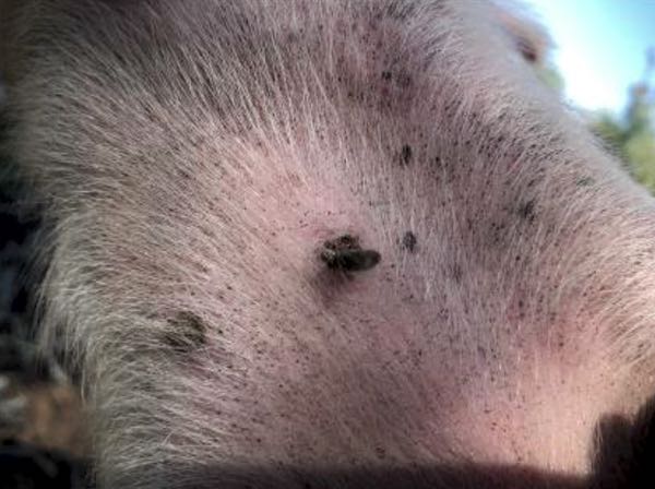 Image of pilet skin with pealing scab