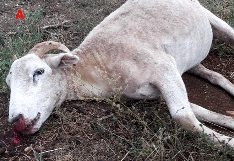 Image of sheep with blood on nose