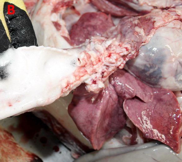 Image of sheep post-mortem showing foam in the trachea