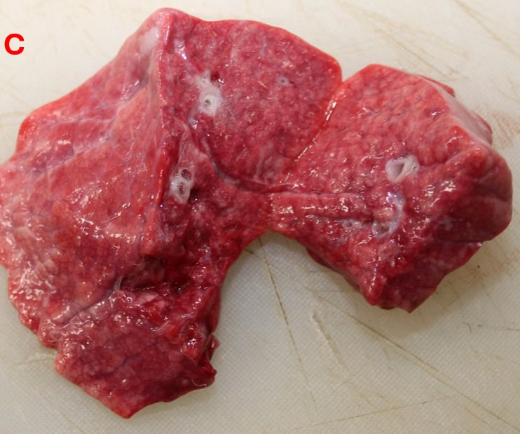 Image of sheep post-mortem with section of consolidated lung tissue