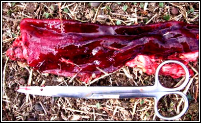 Image of sectioned sheep intestine on post-mortem