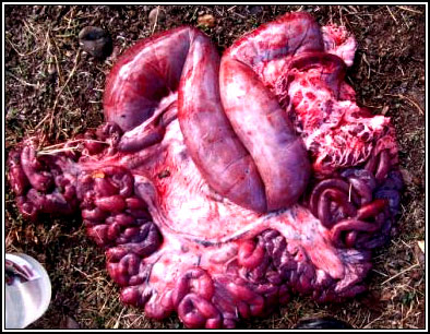 Image of sheep intestines post-mortem