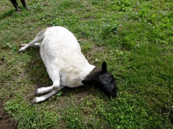 Image of dead sheep