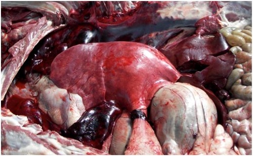 Image of sheep post-mortem with large blood clots