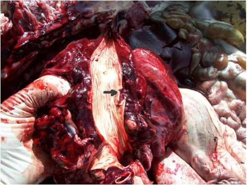 Image of sheep aorta showing rupture point on post-mortem