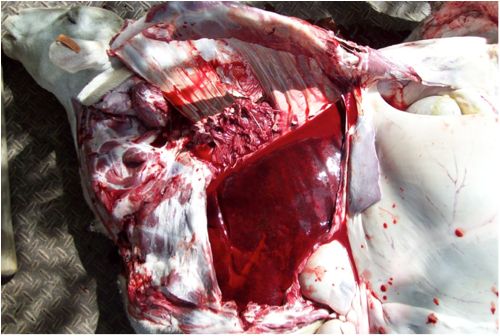 Image of sheep thorax on post-mortem showing blood clot