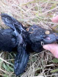 Image of newborn lamb with head abnormalities